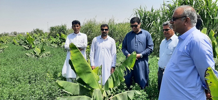 رد پای انشعابات غیرمجاز در باغات موز و خرما؛